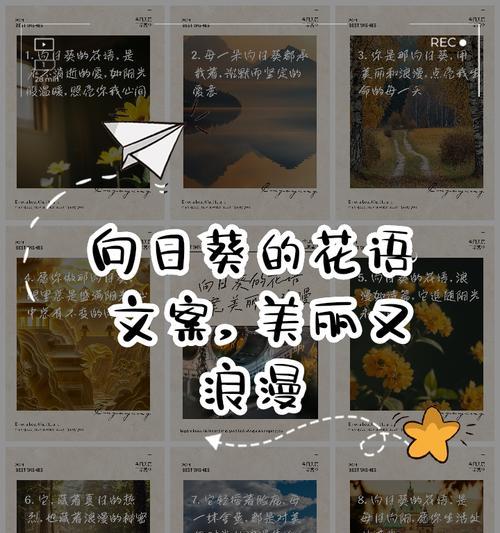 向日葵的花语污？如何正确理解向日葵的花语含义？
