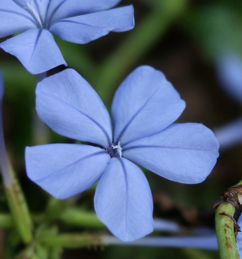 蓝宝石兰花花语有何寓意？蓝宝石兰花的花语解读。