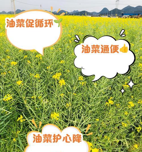 油油菜花的花语有何含义？油菜花的花语背后的故事。