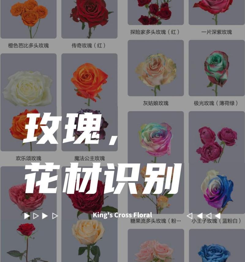 玖玫瑰花的花语有何特殊含义？玖玫瑰花的花语解读。