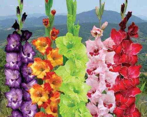 剑兰花花语如何解释？剑兰花的花语代表什么？