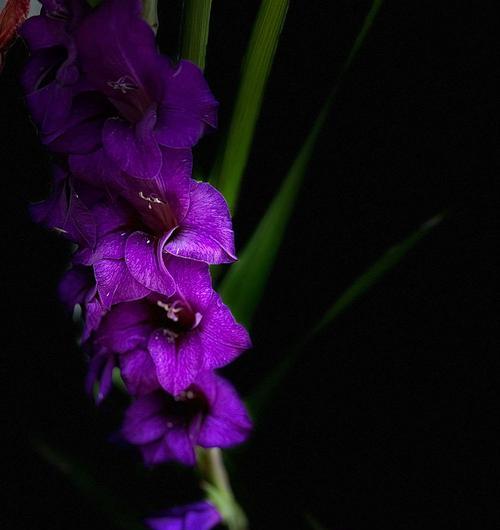剑兰花花语如何解释？剑兰花的花语代表什么？