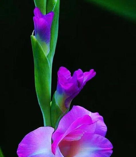 剑兰花花语如何解释？剑兰花的花语代表什么？