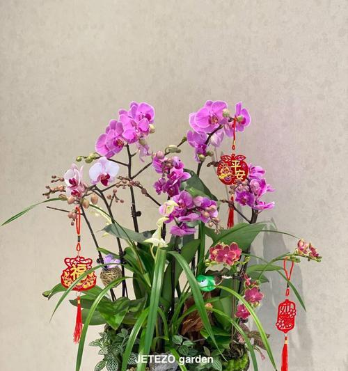 蝴蝶兰花语花斑有何含义？蝴蝶兰的花语花斑代表什么？