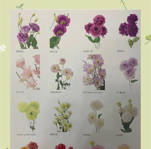 3朵洋桔梗花语有何含义？洋桔梗的花语代表什么？