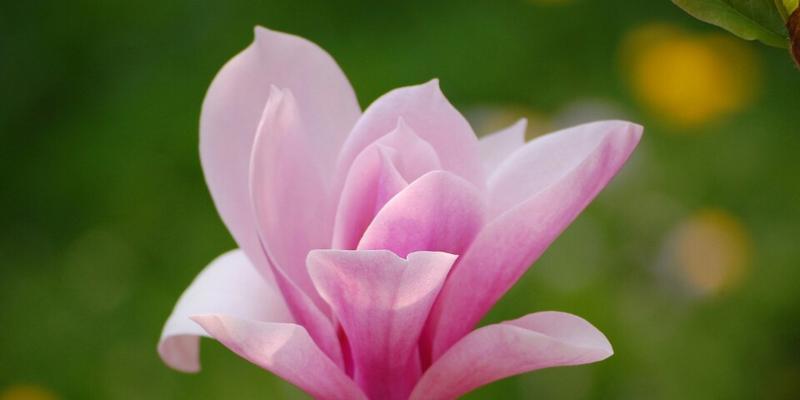 绿色玉兰花花语有何寓意？绿色玉兰花的花语解读。