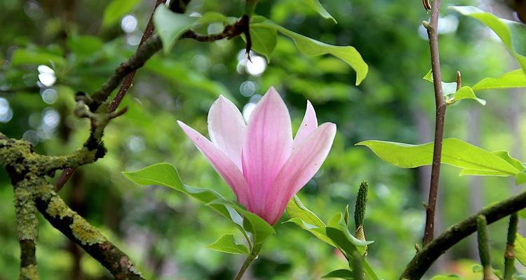 绿色玉兰花花语有何寓意？绿色玉兰花的花语解读。