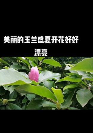 绿色玉兰花花语有何寓意？绿色玉兰花的花语解读。