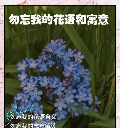 厚厚的浓情花语有何寓意？浓情花语的含义是什么？