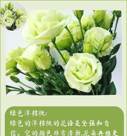 三叉洋桔梗的花语代表什么？