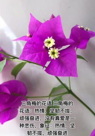 三角梅的花语含义有哪些？