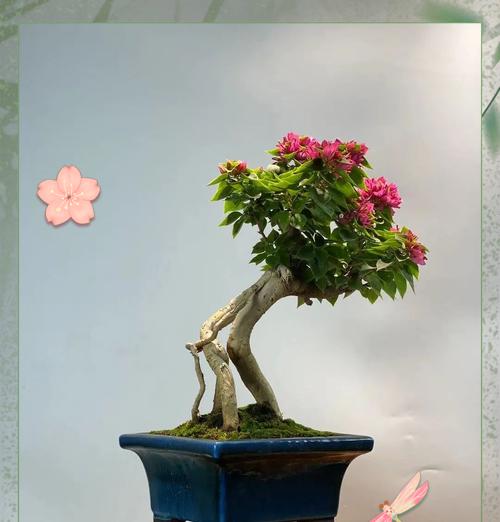 三角梅的花语含义有哪些？