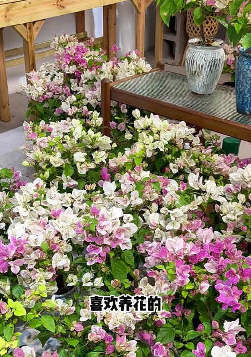 粉白三角梅的花语是什么？