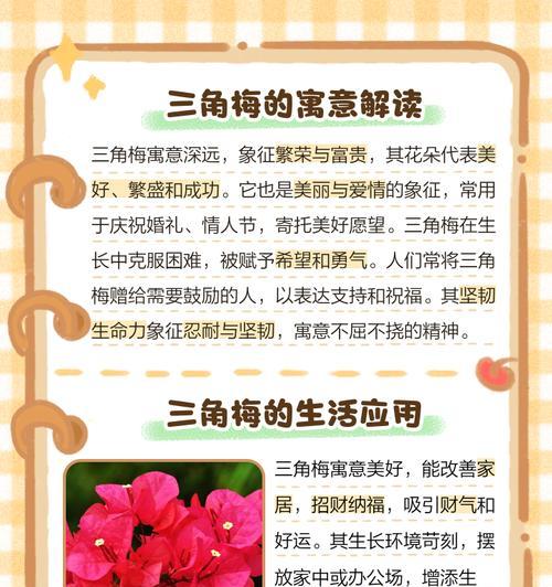 粉白三角梅的花语是什么？
