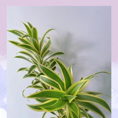 竹子和百合的花语有何寓意？