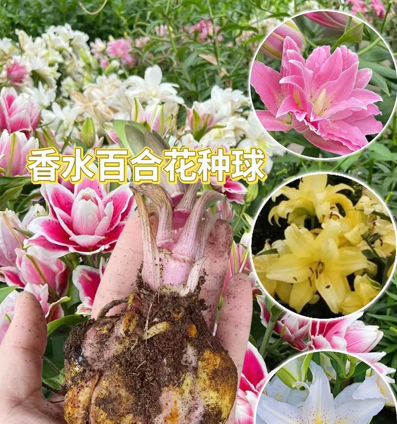 竹子和百合的花语有何寓意？
