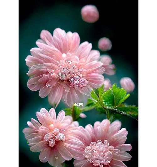 雏菊有哪四种不同的花语？