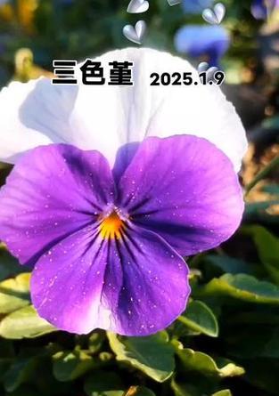 三色堇花语大全包含哪些内容？