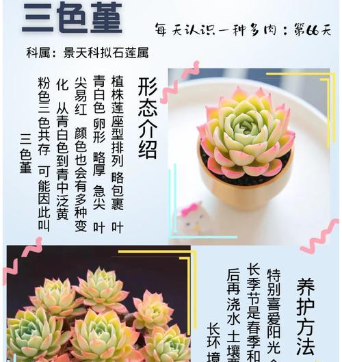 三色堇花语大全包含哪些内容？