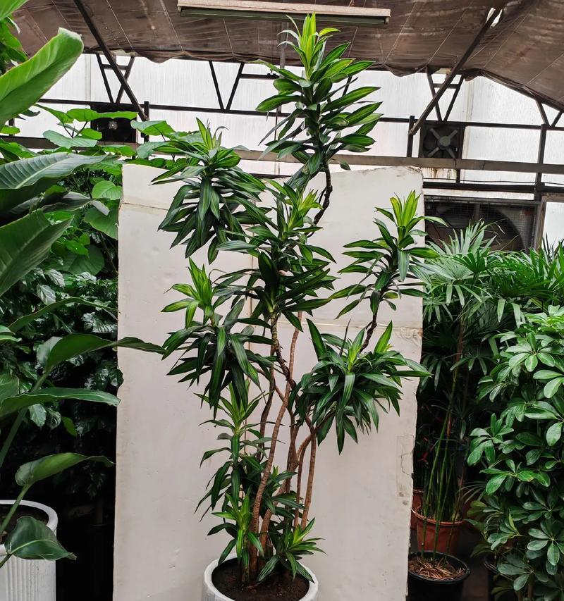 百合竹开花的花语是什么？
