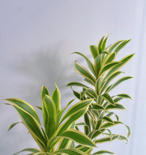 百合竹开花的花语是什么？