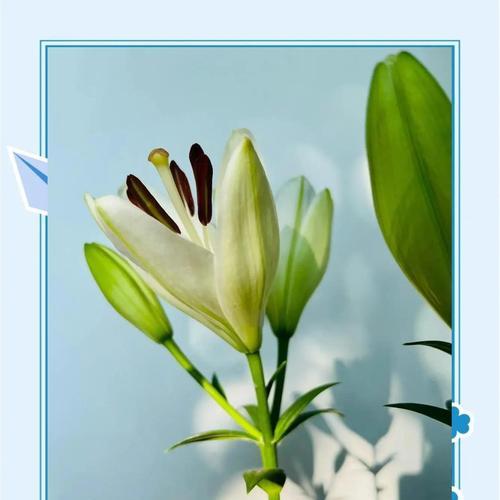 卡本百合的花语有何特别之处？