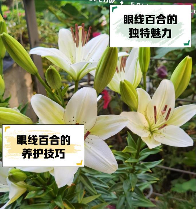 卡本百合的花语有何特别之处？