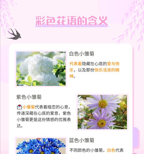五彩小雏菊的花语代表什么？