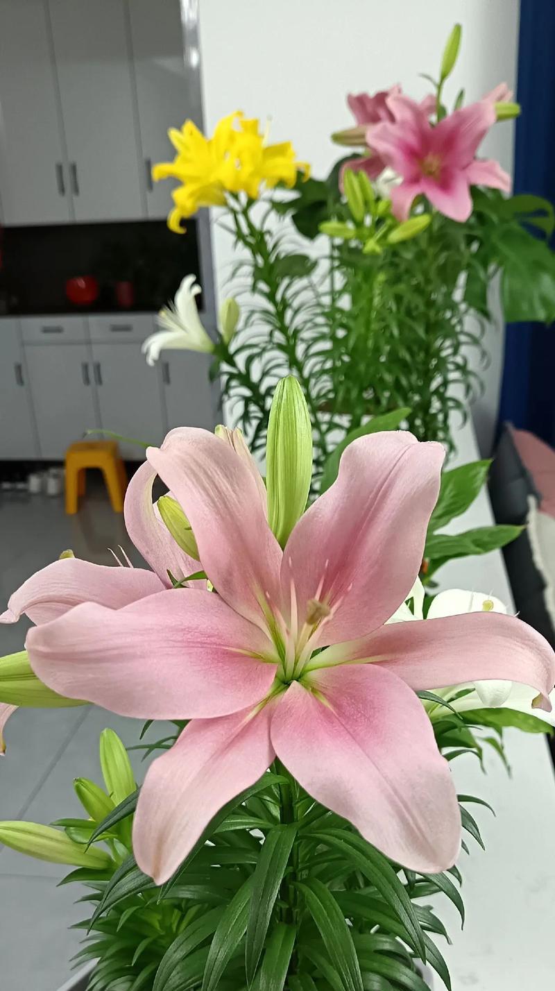 百合花的文艺花语有哪些？