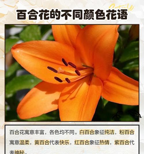 百合花的文艺花语有哪些？