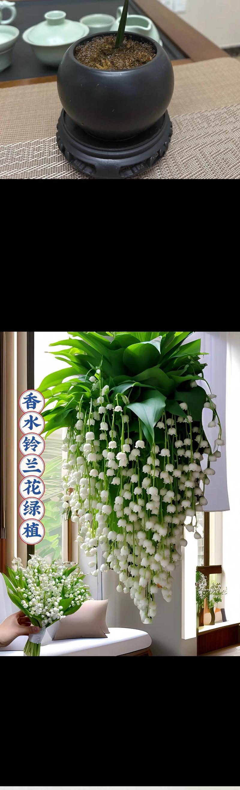 铃兰花四季开放的花语是什么？