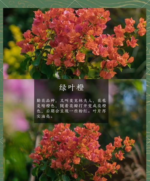各色三角梅的花语有何不同？