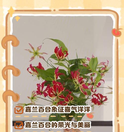 百合花语中存在欺骗的含义吗？
