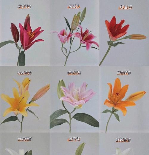 百合花语中存在欺骗的含义吗？