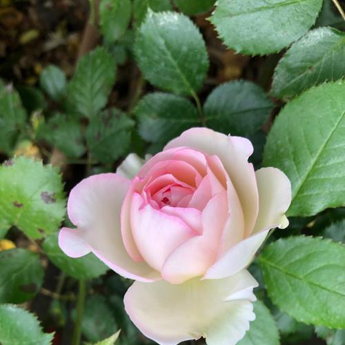 丰花月季的花语是什么？