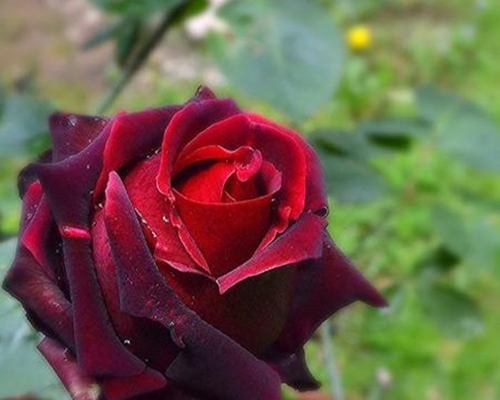 丰花月季的花语是什么？
