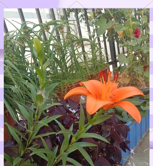 黄百合代表的花语是友谊吗？