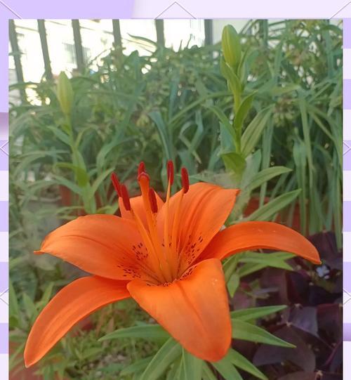 黄百合代表的花语是友谊吗？