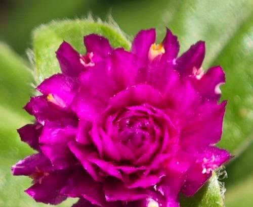 千日红白色花朵的花语是什么？