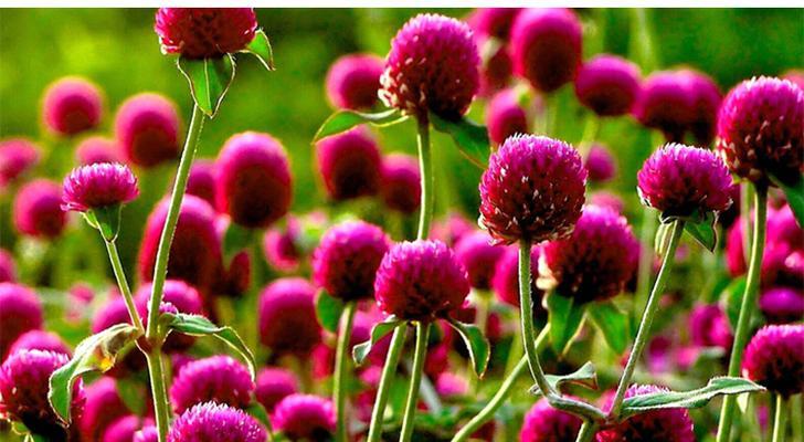 千日红白色花朵的花语是什么？