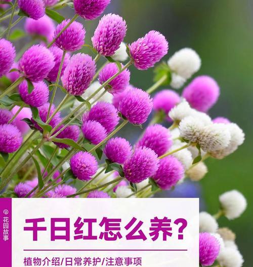 千日红白色花朵的花语是什么？