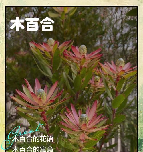 百合花语中可能包含哪些情感？