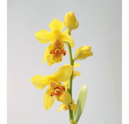 大文心兰的花语代表什么？