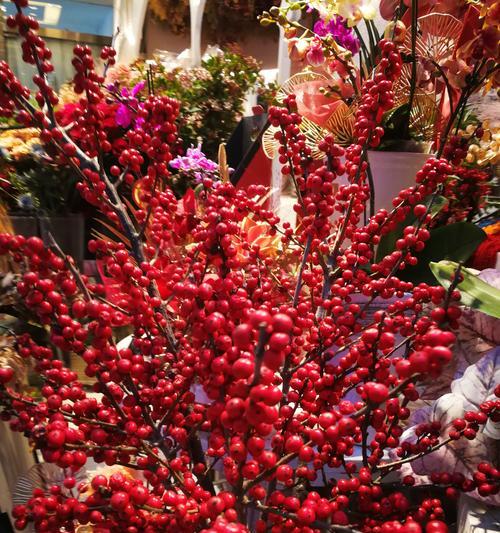 兰花红宝石的花语有何寓意？
