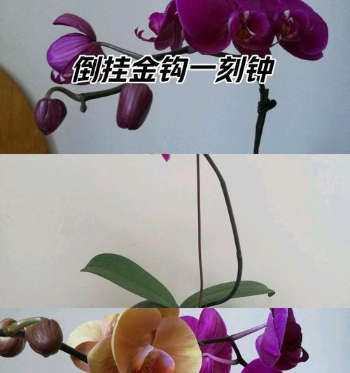兰花红宝石的花语有何寓意？