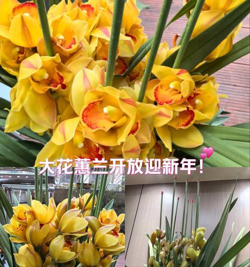 兰花红宝石的花语有何寓意？