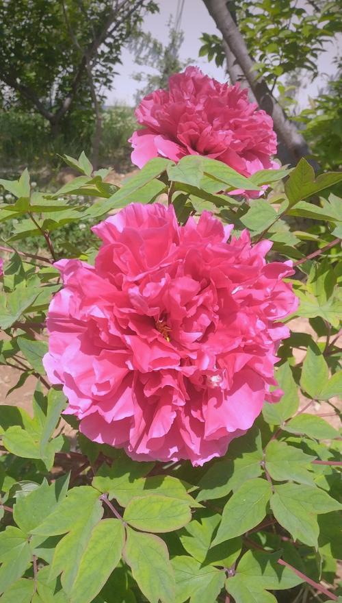 两朵牡丹花的花语是什么？