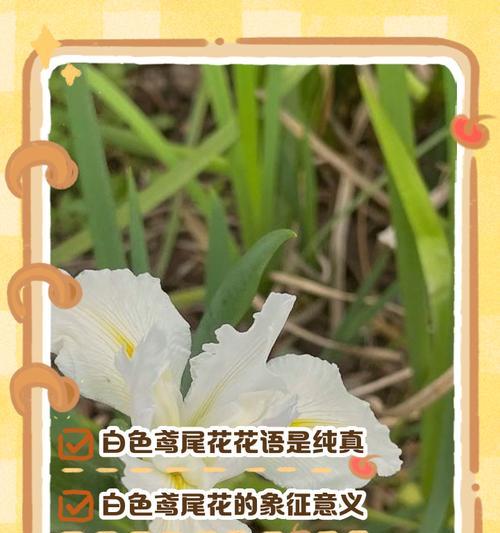 白色番红花的花语代表什么？