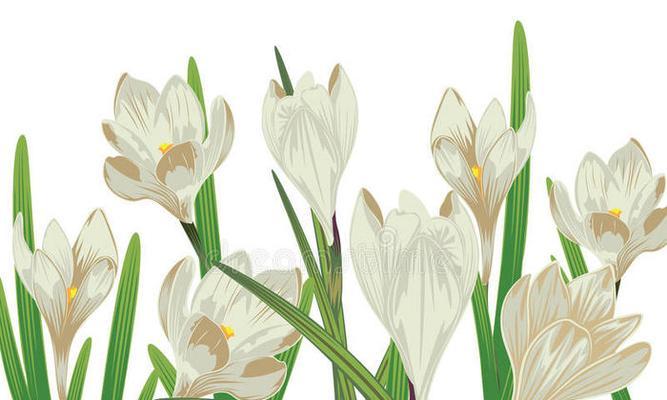 白色番红花的花语代表什么？