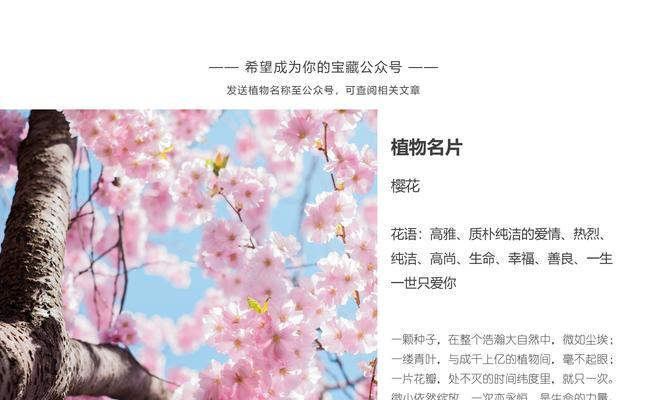 波士顿蕨的花语是什么？